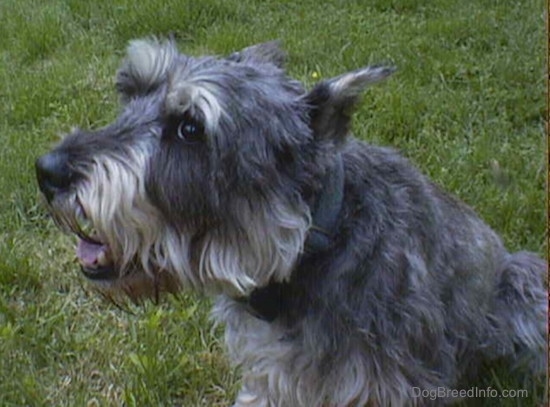 Side view upper body shot - a gray wiry looking medium-sized dog with cropped ears laying in grass facing the left but looking at the camera.