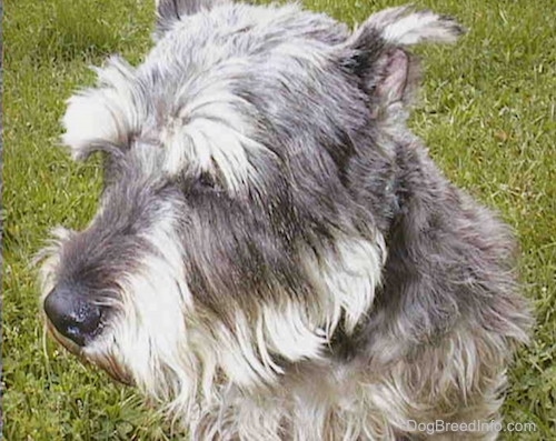 Side view upper body shot - a gray wiry looking medium-sized dog with cropped ears sitting in grass facing the left.
