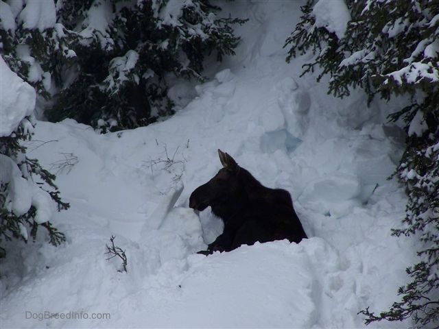 A Moose laying down in deep snow with evergreen trees surrounding it.
