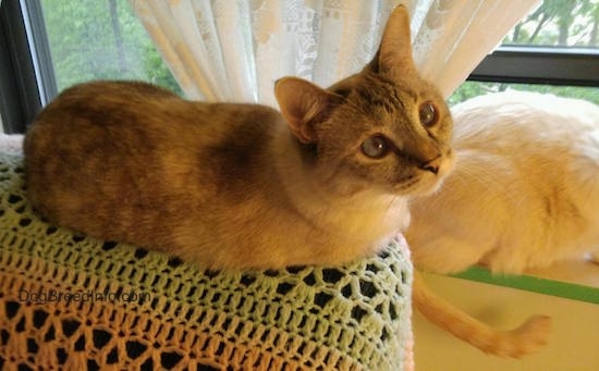 A cat with short legs laying on the back of a couch and another cat with short legs laying on a window sill