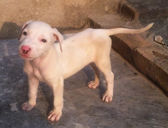 View from the top looking down at the dog - A white with tan Pakistani Bull Terrier puppy is standing in front of a stone staircase and it is looking up and its head is slightly tilted to the right. Its tail is level with its body and its nose is pink with blak spots on it.