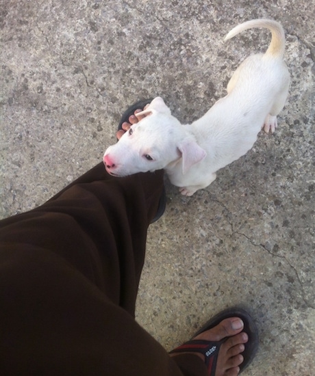 View from above looking down at the dog - A white with tan Pakistani Bull Terrier puppy is standing on concrete against the leg of a person in black clothing and sandels.