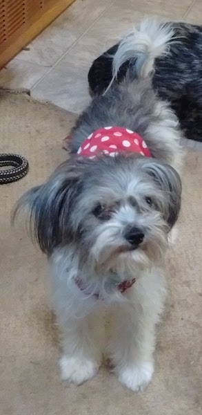 Front view - A little gray and white dog wearing a red and white polka-dot belly band standing on a tan carpet with a tiled floor behind it.