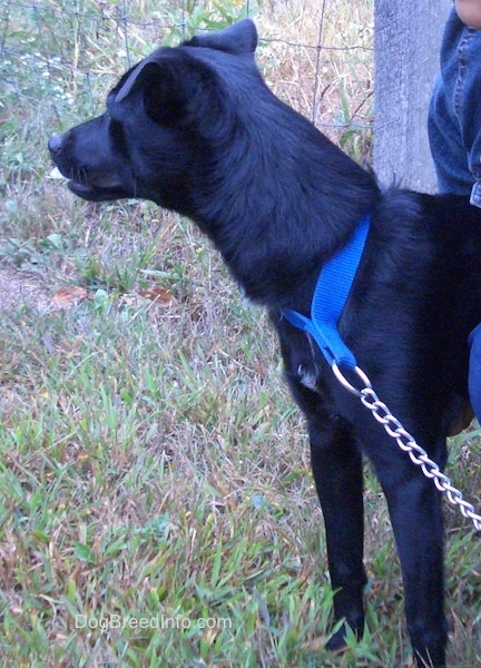Side view - A shiny black dog with small flop ears that hang over to the front wearing a blue collar and a chain link leash looking to the right away from the camera with a person kneeling next to it.