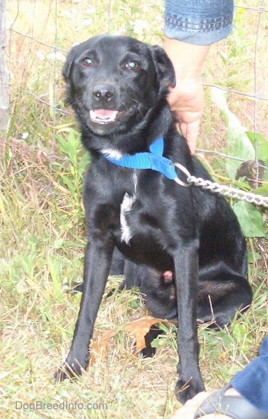 Front view - A shiny black dog with small flop ears that are pinned back wearing a blue collar and a chain link leash looking at the camera with a person standing next to it. It has a little bit of white on its chest.