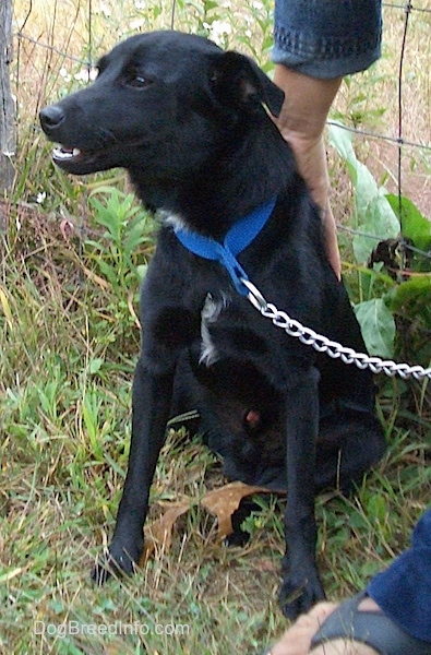 Front side view - A shiny black dog with small flop ears that are pinned back wearing a blue collar and a chain link leash with a person standing next to it with their hand on its back. It has a little bit of white on its chest.