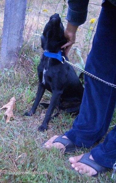Front side view - A shiny black dog with small flop ears that are pinned back wearing a blue collar looking up at the person standing next to it with their hand on the dogs head. The dog has a little bit of white on its chest.
