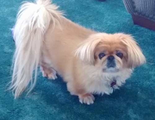 Top down view of a tan with white Pekingese dog standing on a bright blue carpet looking up.