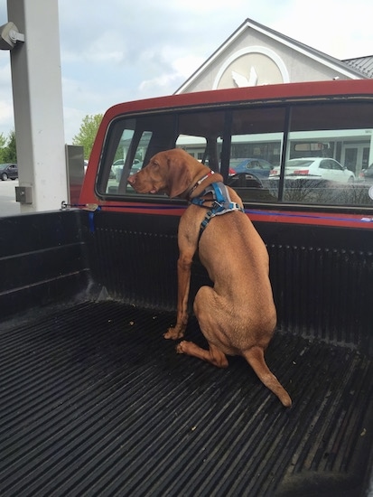 An orange long eared Vizsla dog sitting in the open back of a red pick-up truck wearing a seat belt while his owner gets gas at a WaWa