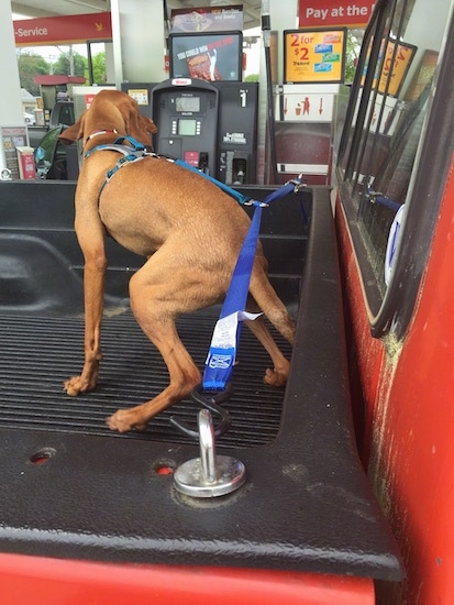An orange long eared Vizsla dog standing in the bed of a red pick-up truck wearing a homemade seat belt while his owner gets gas at a WaWa. The dog is looking over the side of the truck