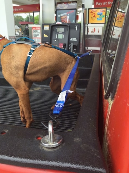 An orange long eared Vizsla dog standing and pulling towards the back of a red pick-up truck wearing a seat belt while his owner gets gas at a WaWa