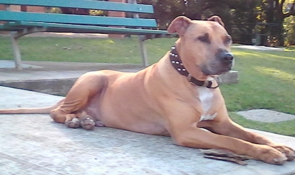 The front right side of a tan with black American Pit Bull Terrier that is laying in front of a park bench and it is wearing a thick leather collar with spikes.
