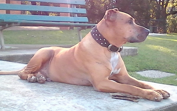 The front right side of a tan with white American pit Bull Terrier that is laying down a concrete platform and it is looking to the right.