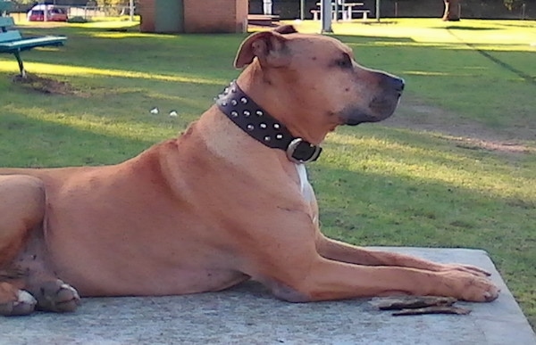 The right side of a tan with white American Pit Bull Terrier that is laying across a concrete platform, it is looking to the right and its ears are back.