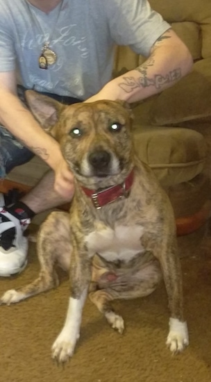 A brown brindle Pit Bull is sitting down in front of a person that is sitting on a brown couch.