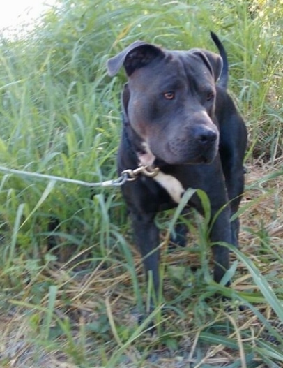 A black with white Pit Bull Terrier is standing in tall grass and it is looking to the right.