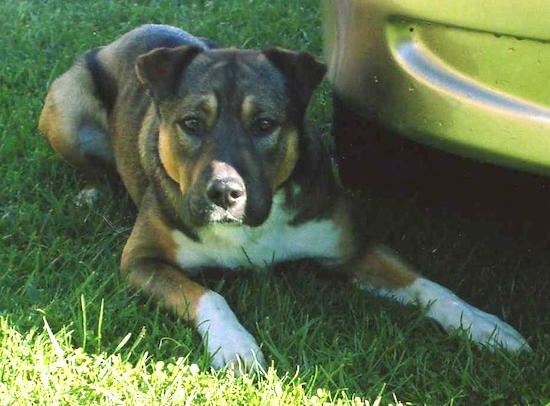 A large breed muscular dog with small ears that flop over and a wide chest laying down in the grass next to a yellow car. The dog is brown, tan and white. It has a black nose.