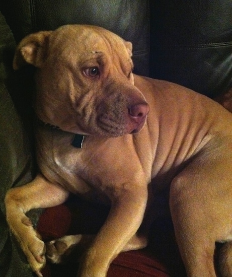 A reddish tan dog with a light brown nose and a lot of wrinkles on its head and body with brown eyes laying down on a brown leather couch turned and facing the right. Its small ears are folded down and pinned back.