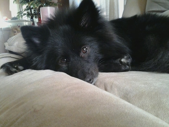 Close up head and upper body shot - A perk-eared, fluffy, black Pom-Kee puppy is laying down on a tan couch and looking forward.