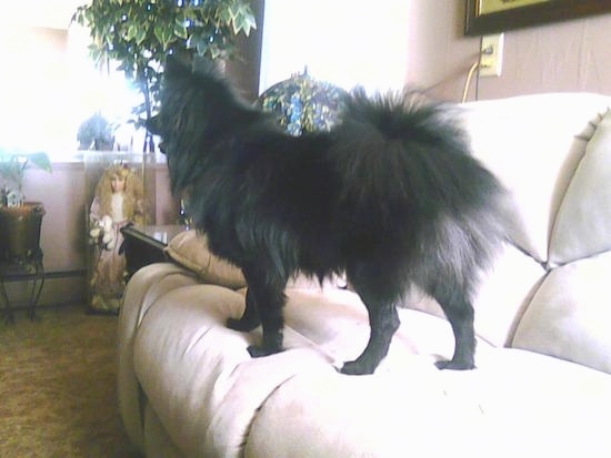 The left side of a fluffy, black Pom-Kee standing on a tan couch looking across the room. There is a large collectable doll and house plants in the distance.