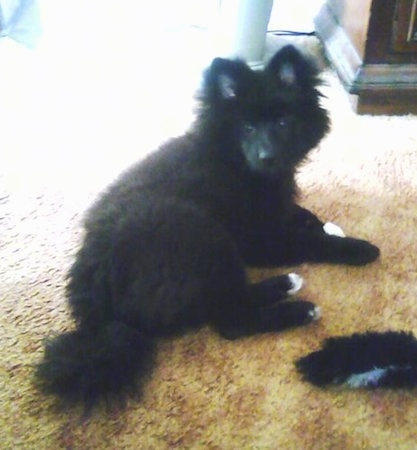 Back side view - a perk-eared, fluffy black with white Pom-Kee pup that is turned to look back at the camera.