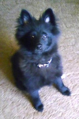 Front view - A small, fluffy black Pom-Kee puppy is sitting on a tan carpet looking up.