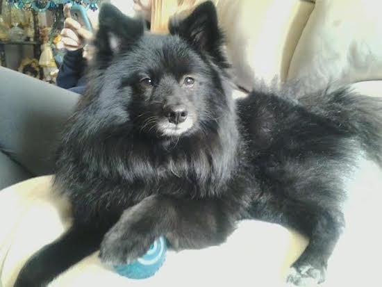 Close up side view - A longhaired, perk-eared, black Pom-kee dog is laying on a white couch with its front paw on top of a blue with white ball looking towards the camera. There is a lady on her phone in the background.