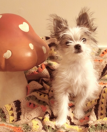 Front view - A fluffy, perk-eared, white with grey Shih Tzu/Bichon Frise/Pomeranian mix breed puppy is sitting next to a fake mushroom on a bed. The mushroom is larger than the dog.