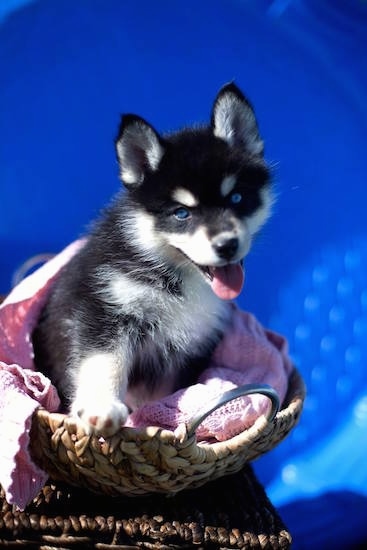 Front side view - A perk-eared, happy-looking, black with white Pomsky puppy is sitting in a wicker basket. Its mouth is open and tongue is out. Behind it is an empty kiddie pool making the background a bright blue color to match the dogs bright blue eyes.