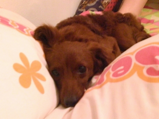 Front view - A red Pootalian dog is laying down on a human's bed in between two white with pink and orange pillows.