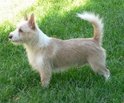 Left Profile - A wiry-looking tan with white Portuguese Podengo is standing in grass and looking to the left. The dog's tail is up high in the air.