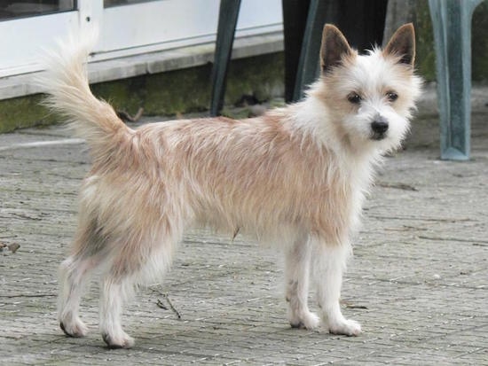 Side view - The right side of a furry tan with white Portuguese Podengo is standing on a concrete surface and it is looking forward.