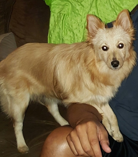 A perk-eared, tan with white Poshies dog is standing on her owners lap as he sits on the couch