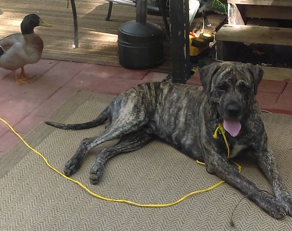 A brown brindle, large-breed, mastiff-type dog with natural ears and a natural tail laying down on a deck with a duck behind it. The dog is tied to a yellow rope.