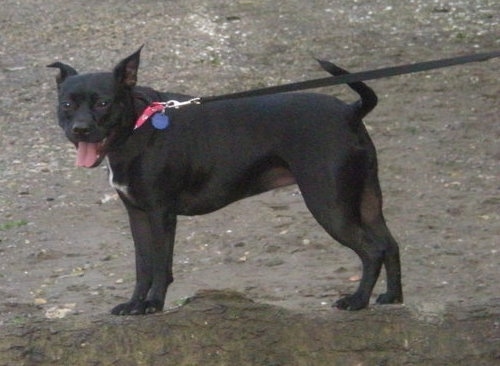 Side view - a thick muscular black with a tuft of white dog standing outside looking happy with its tongue showing and its head turned towards the camera. The dog has perk ears that it can move to a rose-ear position.