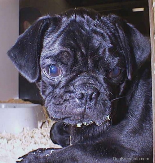 Close up head shot - A shiny black Pug puppy with wrinkles on its head laying down on top of wood chips inside of a pen. There are chips on its chin and a water bowl behind it.
