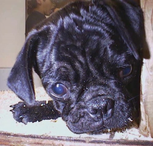 Close up head shot - A shiny black Pug puppy with wrinkles on its head laying down on top of wood chips inside of a pen.