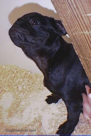 Side view - A black Pug puppy with wrinkles on its head sitting down on top of wood chips inside of a pen with its head stretched upward looking up in the air. There is a hand touching its side.