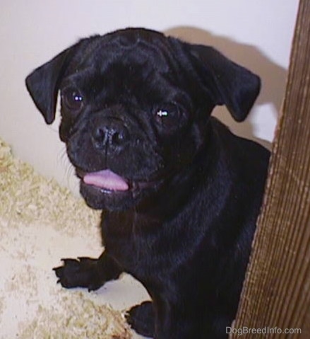 Front view upper body shot - A black Pug puppy with wrinkles on its head sitting down on top of wood chips inside of a pen with its tongue curled out.