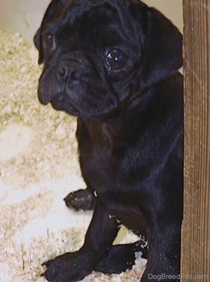 A black Pug puppy with wrinkles on its head sitting down on top of wood chips inside of a pen looking to the left. It has stuff coming out of its big round eye.