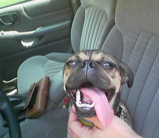 A small tan and black dog with a its long tongue hanging way out to the right side of its mouth sitting in the drivers seat of a car that has gray cloth seats. There is a brown wallet on the passenger seat next to him and a human's hand petting his chin.
