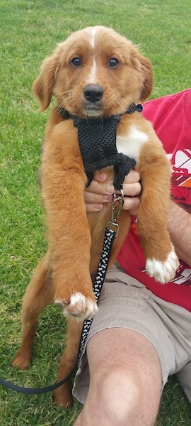 View from the front - A red with white mixed breed puppy is being held up on its hind legs by a person holding the dog.