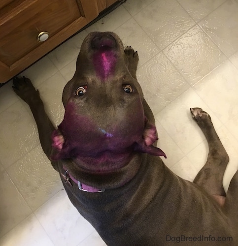 A blue-nose Pit Bull Terrier with its head and nose colored purple