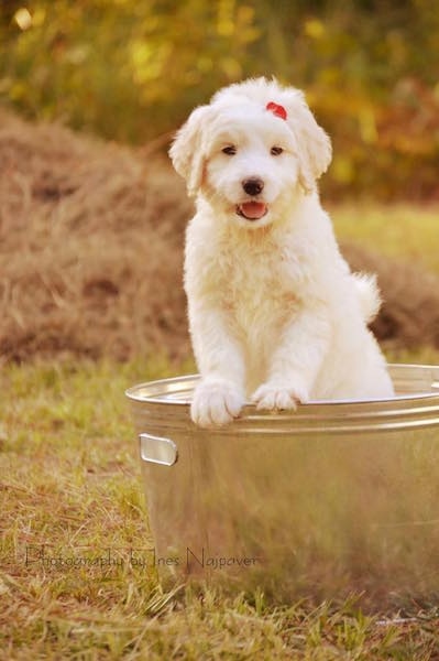 Front view - A happy-looking, little white Pyredoodle puppy inside of a medal bucket which is outside in the grass. She has a red bow on her head and her front paws are up on the edge of the bucket.