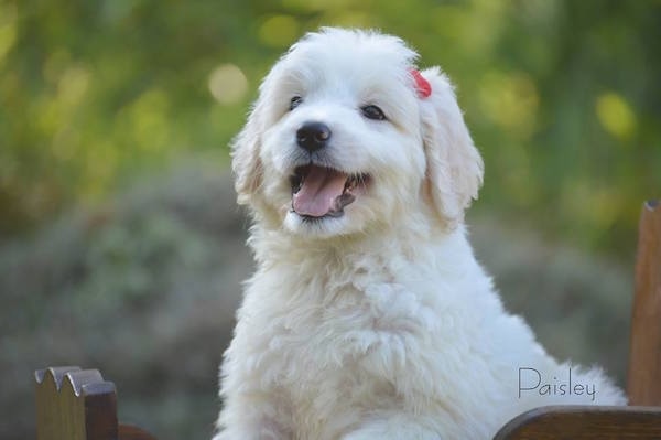 A little, wavy-coated, white Pyredoodle puppy outside on a wooden chair turned to the left with a red bow on her head looking happy with her tongue sticking out.