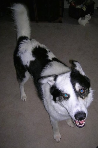 View from the top looking down at a black and white Pyrenees Husky dog standing on a tan carpet smiling at the camera. Its eyes are glowing blue with the camera flash.