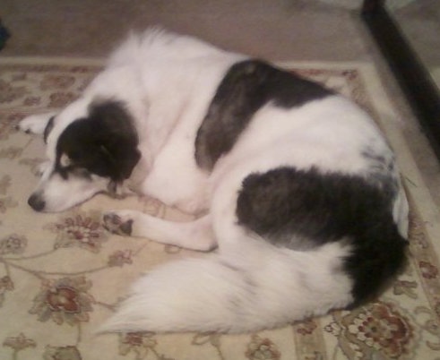 Back side view - A black and white Pyrenees Husky dog sleeping on a tan floral rug