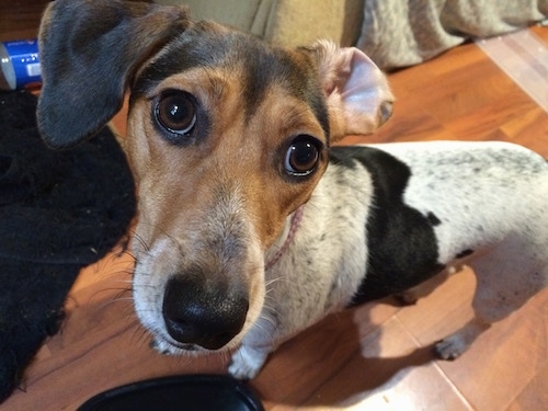 Close up - A white with black and tan Raggle is standing on a hardwood floor and it is looking up at a person sitting in front of it. One of its ears is flipped inside out and its snout is long and skinny.