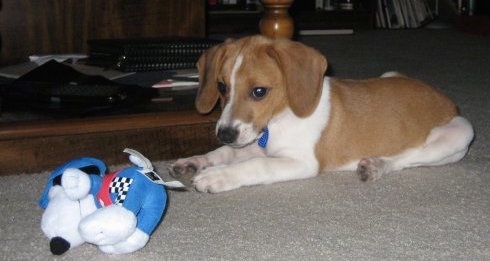 The left side of a tan and white Raggle puppy that is laying on a carpet. There is a blue and white plush Snoopy toy in front of it.