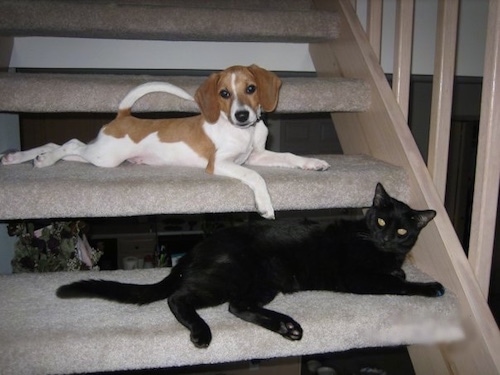 A white and tan Raggle puppy is laying across a carpeted step and under it on the next step down is a black cat.